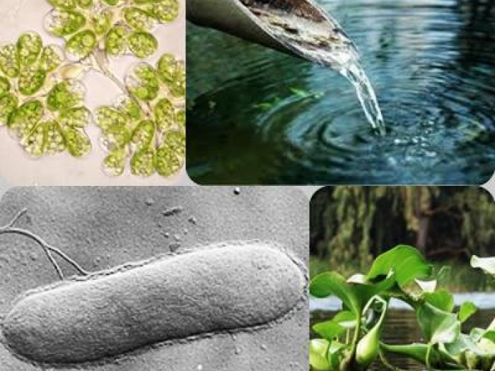 Biotecnologia Ambiental Y Tratamiento De Aguas Iagua