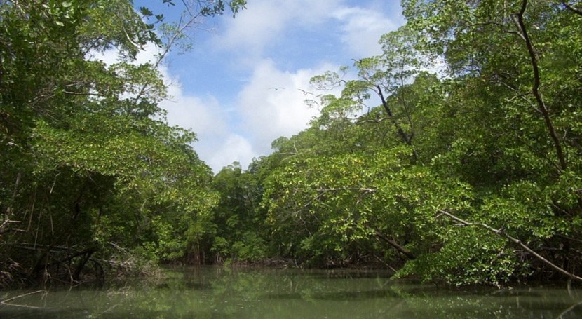 Dos especies hongos recién descubiertas se extinguen construir presa Amazonas