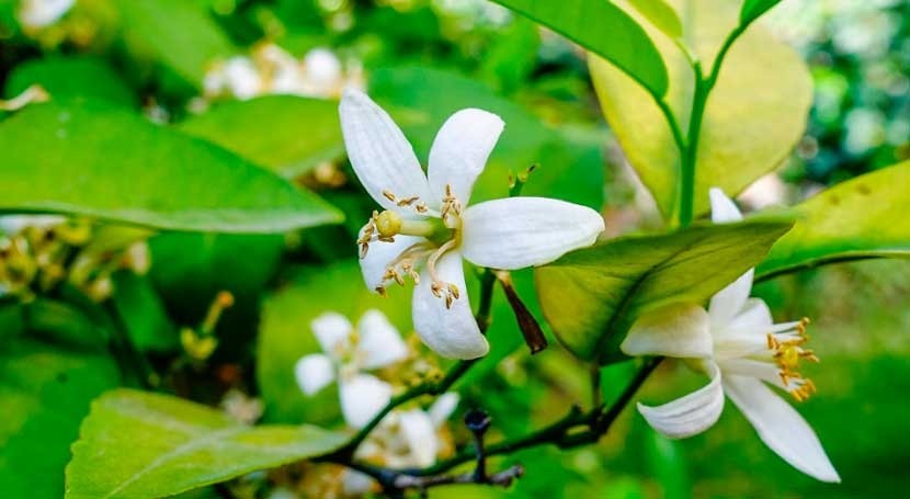 ¿Cómo afectan cambios presión Atlántico al comportamiento flora Península?