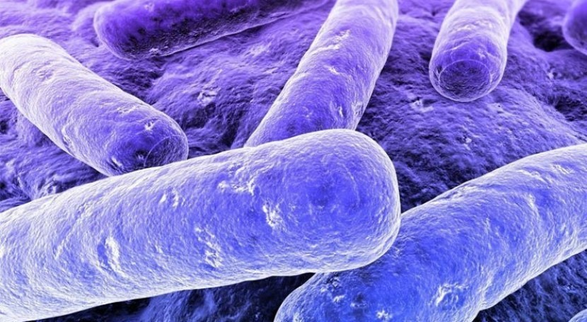 acercamiento bacterias fototróficas púrpura