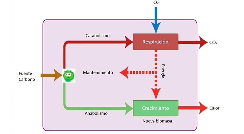 Biorremediación y bacterias: ¿cómo funcionan?