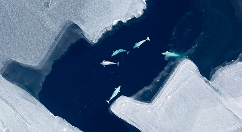 deshielo ártico altera migraciones belugas