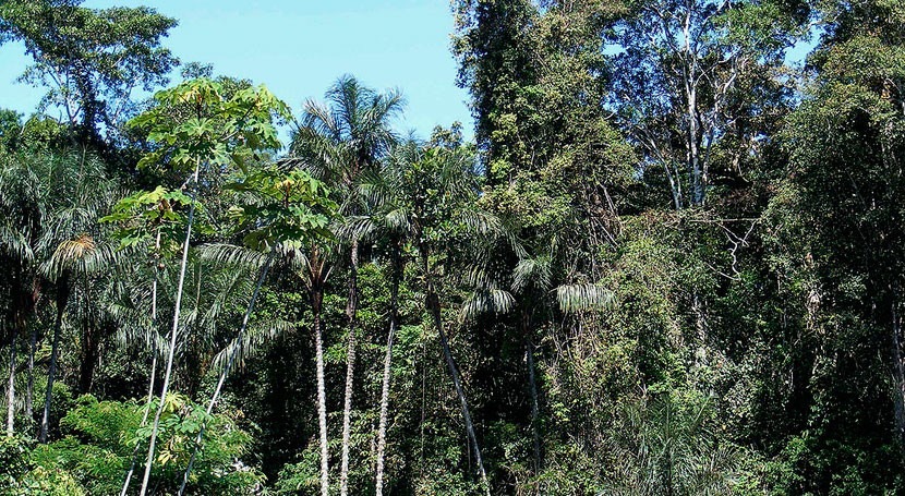 Los árboles más altos y viejos son más resistentes a la sequía en los  bosques tropicales | iAgua