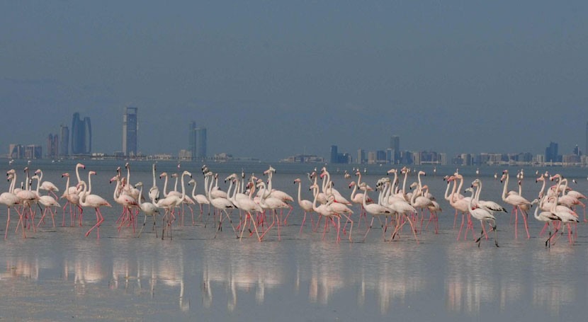 Emiratos Árabes Unidos designa humedal Bul Syayeef como sitio Ramsar