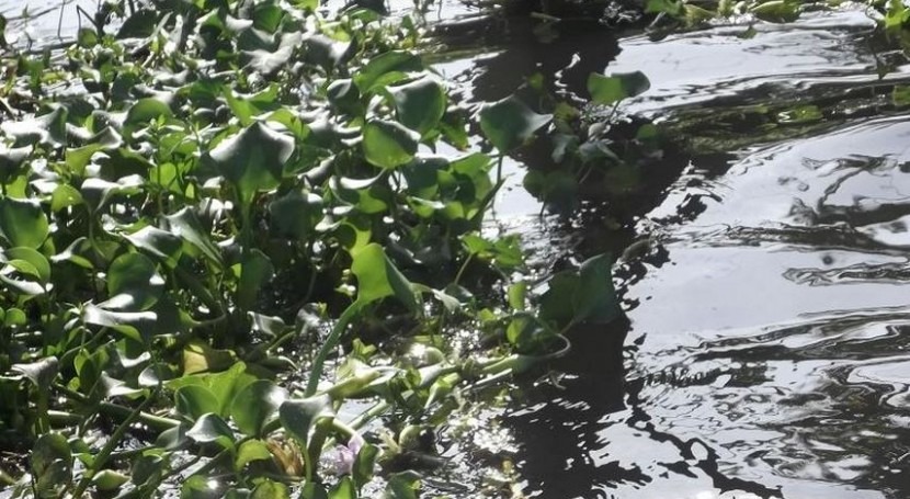 camalote, grave problema río Guadiana espera plan choque