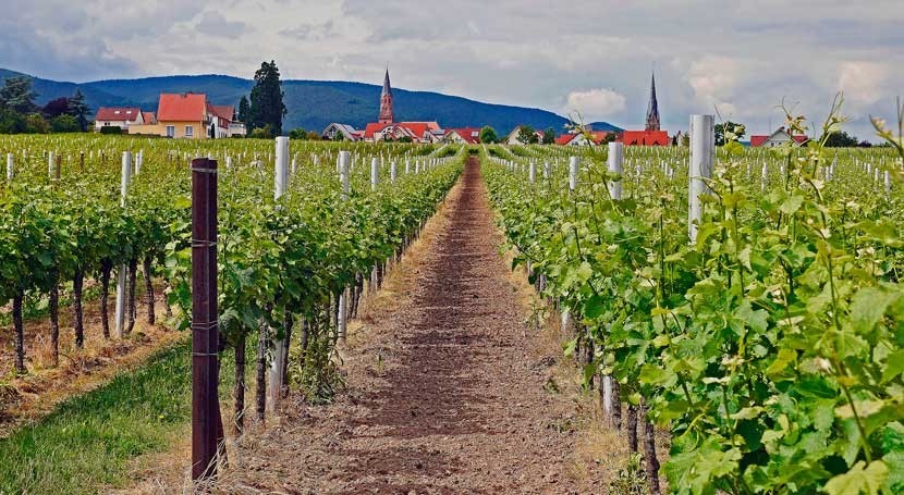 ¿Cómo afectará cambio climático vinos Rioja?