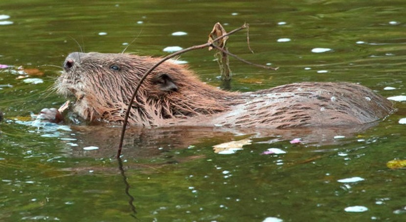 ¿Cómo ayudan castores limpiar ríos contaminados?