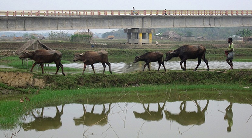mayor delta fluvial planeta, situado Bangladesh, punto partirse