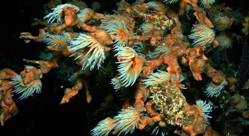 Arrecife de coral (Wikipedia/CC).
