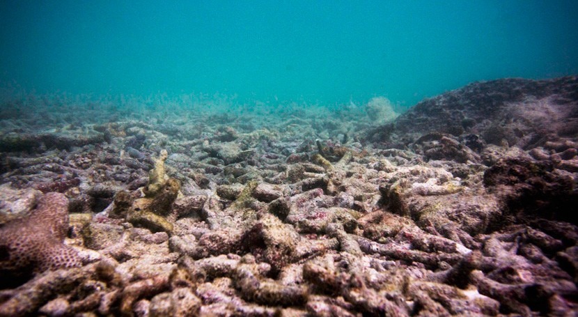 cambio climático causará blanqueamiento coralino anual