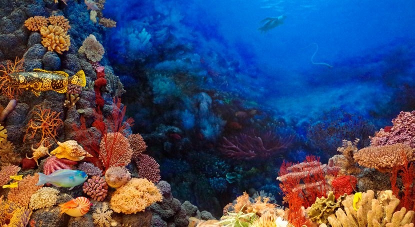 La diversidad de hábitats es clave para proteger a los corales ...