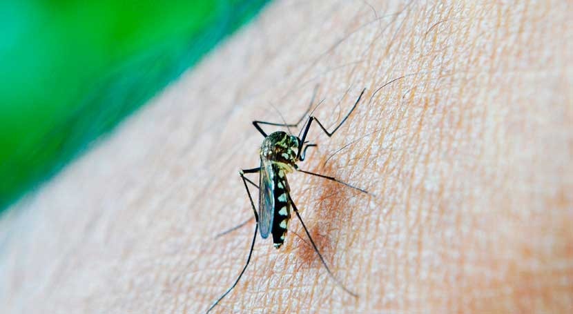 periodos sequía prolongada promueven aparición dengue