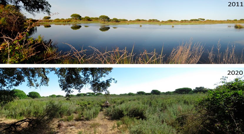 Doñana estado crítico: más mitad lagunas han desaparecido