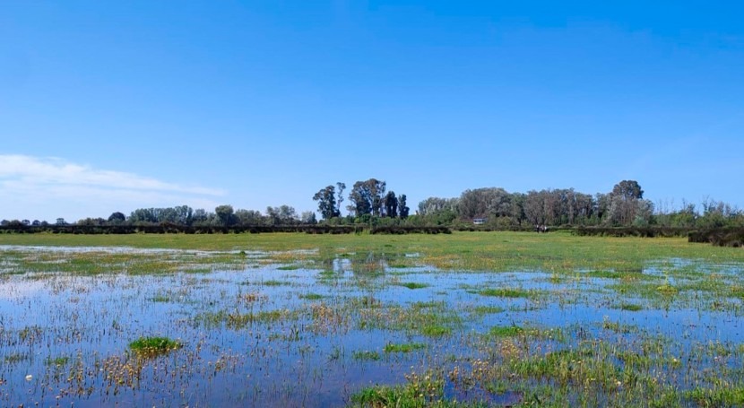 lluvias Semana Santa alivian Doñana, pero se necesitan más precipitaciones esta primavera