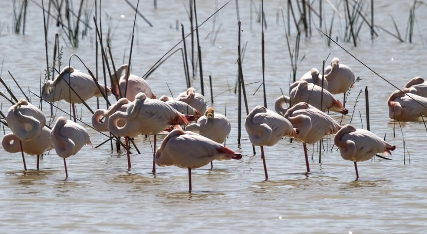 Doñana se seca: es hora cambiar reglas