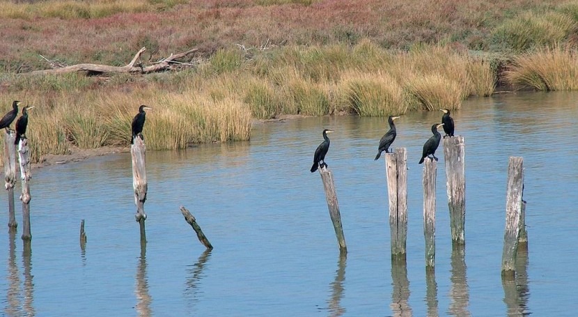 Informe Doñana: Tres cinco masas acuífero se encuentran mal estado