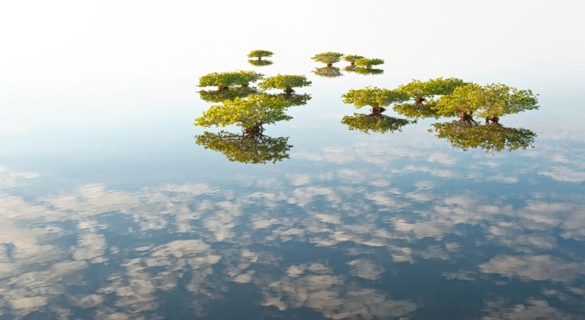 mirada al interior belleza y beneficios manglares