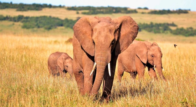 cambios ciclo agua podrían modificar hábitat elefantes asiáticos