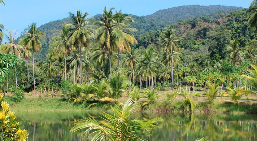 ¿ selva sabana? escasez lluvias amenaza Amazonía