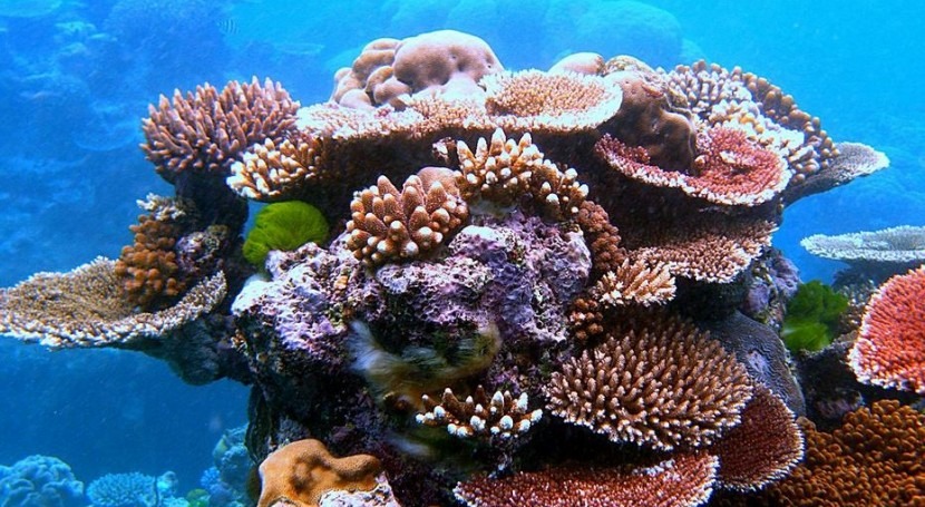 Corales en la Gran Barrera (Wikipedia/CC).
