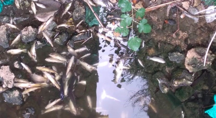 Denunciado episodio mortandad peces río Guadaíra fruto "vertidos contaminantes"