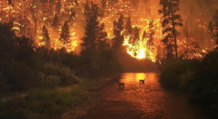 cambio climático causará incendios más intensos y frecuentes bosques América y Europa