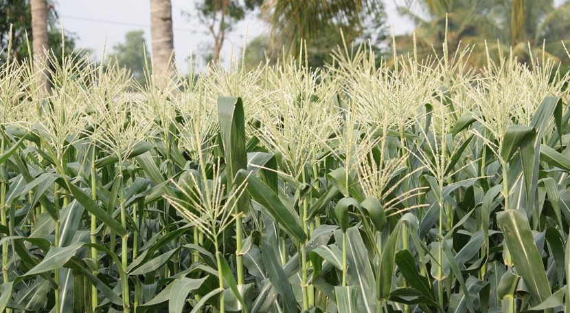 África austral: Lluvias y sequías destiempo causan fuerte caída producción maíz