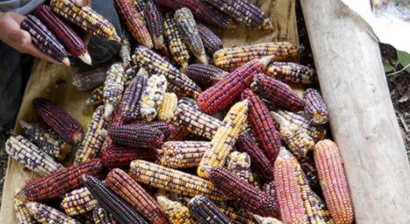 cambios climáticos pueden afectar segunda cosecha anual maíz Brasil