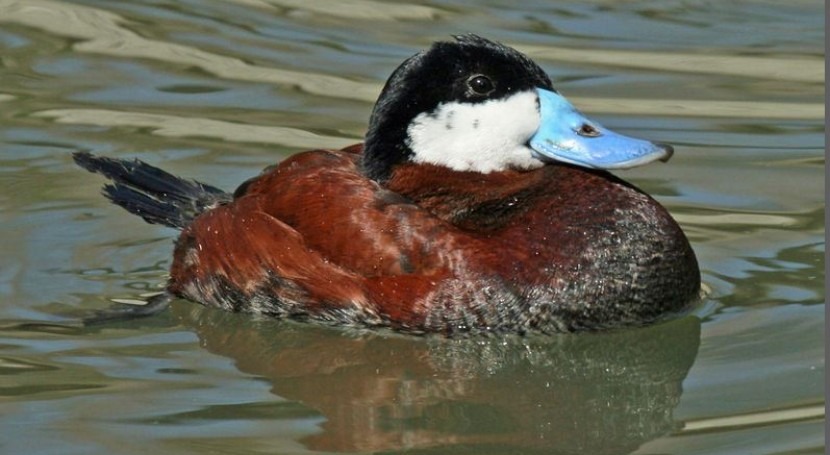 Malvasía canela (Oxyura jamaicensis)