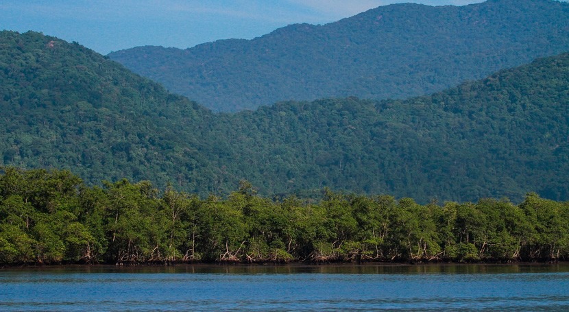 Tribunal Supremo Brasil pone salvo provisionalmente manglares tropicales