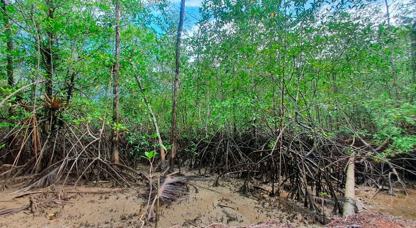 bosques manglar Buenaventura, Colombia, ahogados microplásticos