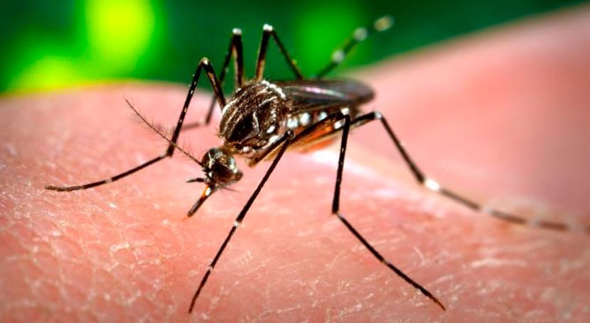 Huelva intensifica lucha mosquitos debido lluvias y mareas vivas