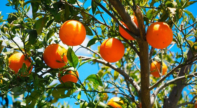 Más dos millares agricultores Murcia reclaman agua frente Asamblea