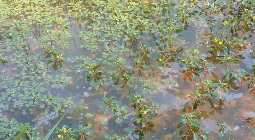 Onagraria: nueva planta invasora que ha aparecido humedales cántabros