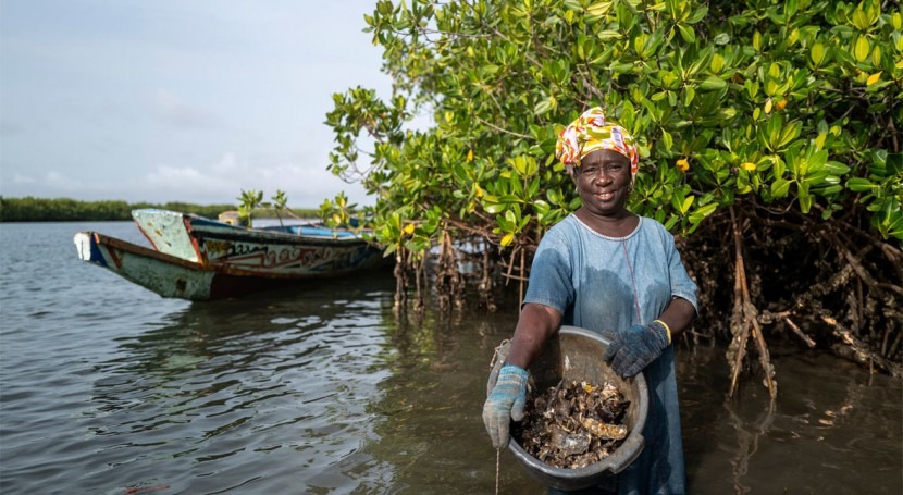 Se intensifican esfuerzos mundiales proteger manglares