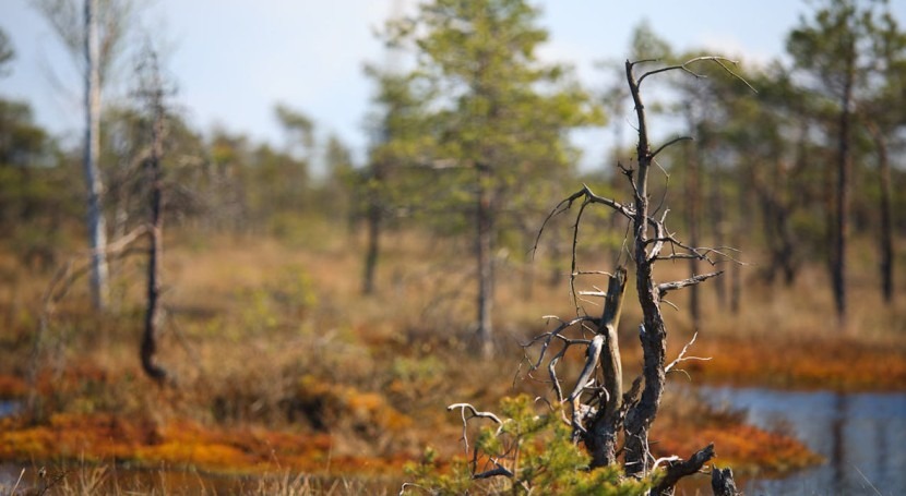estudio respaldado UE revela que Europa padece escasez turberas