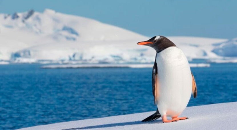 pingüinos juegan papel clave reciclaje hierro aguas Antártida