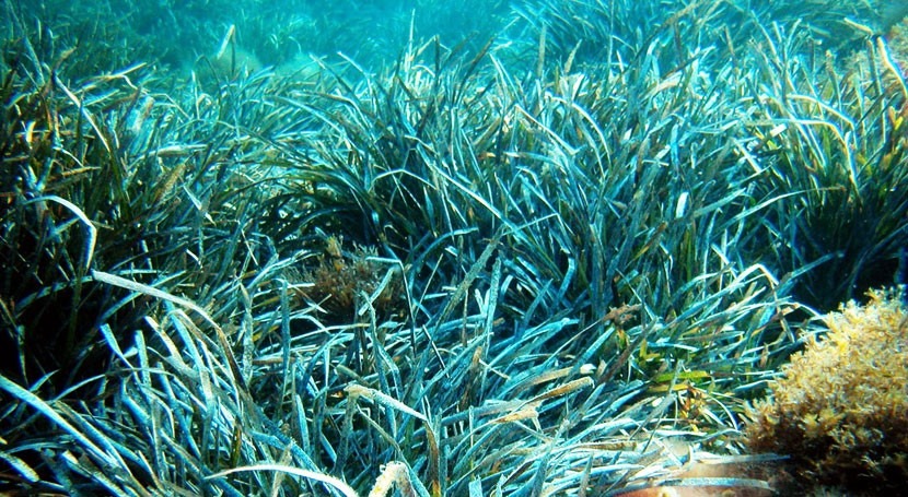 calentamiento agua induce floración praderas marinas Posidonia oceánica