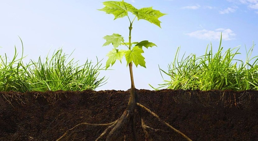 Descubierto mecanismo que permite raíces plantas buscar humedad suelo