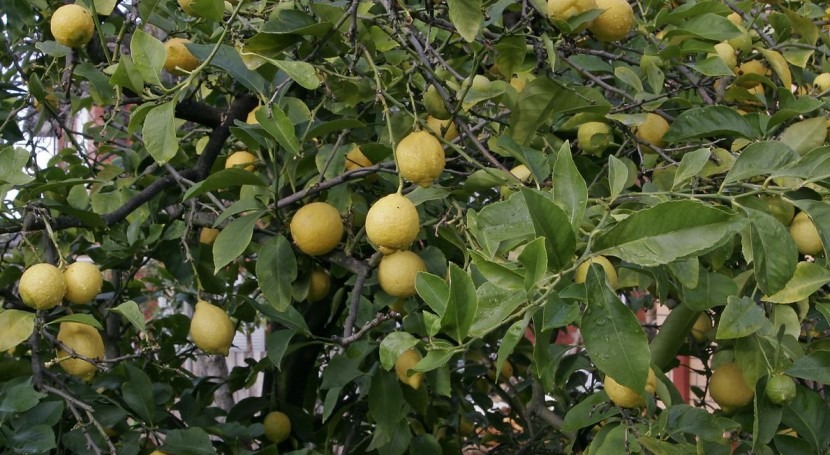 riego localizado mejora absorción CO2 plantaciones cítricos