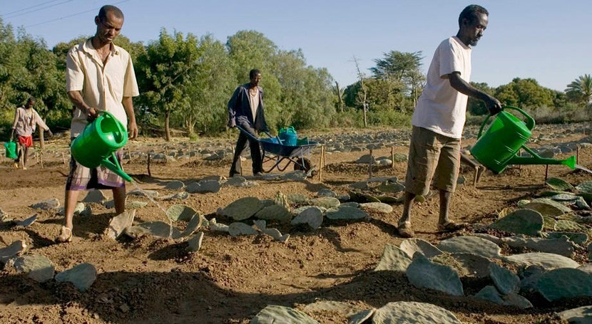 distribución tiempo semillas Etiopía fortalece resiliencia al impacto Niño