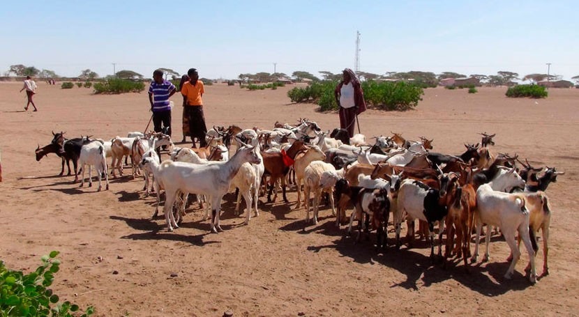 ganaderos afectados sequía Etiopía necesitan ayuda urgente