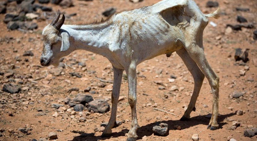 FAO aprueba 22 millones dólares paliar efectos sequía Somalia