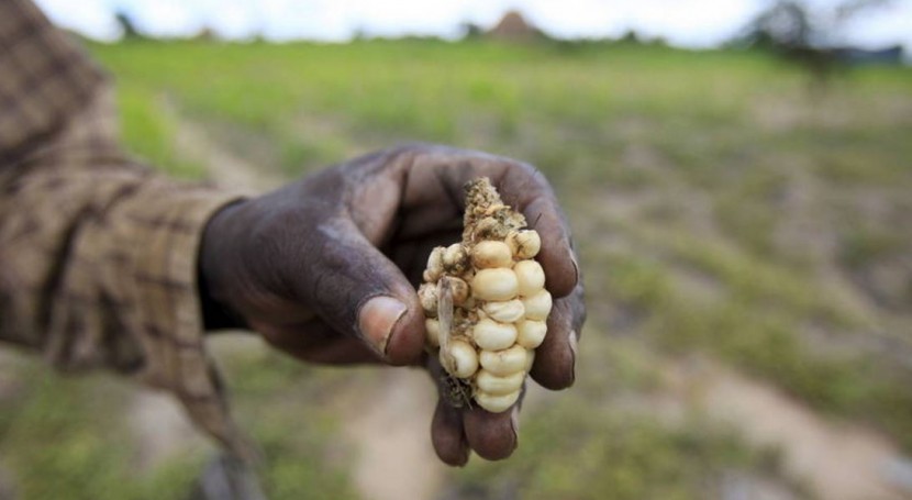 Niño tendrá efecto devastador cosechas y seguridad alimentaria África austral