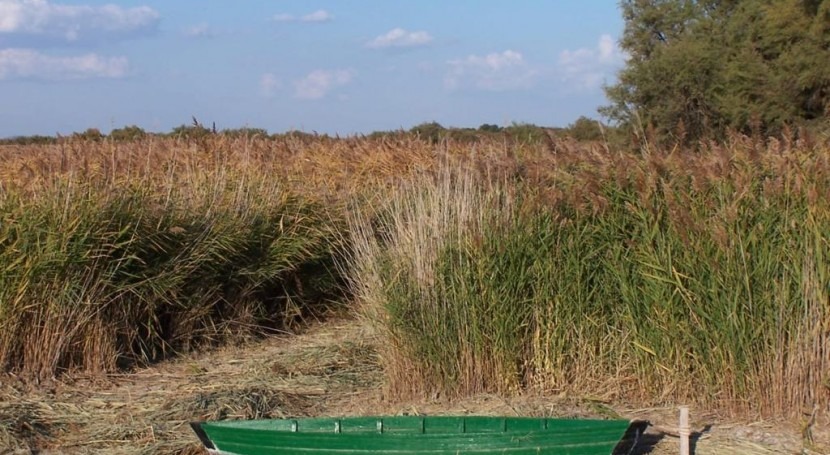 Tablas Daimiel, ecosistema vías destrucción