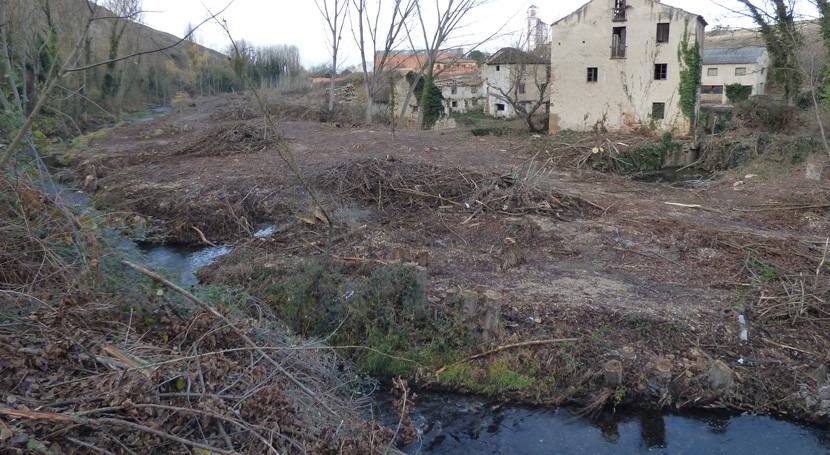 talas comerciales choperas destruyen vegetación ribera río Eresma Segovia