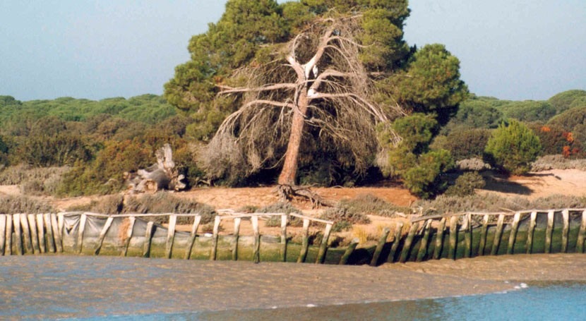 Parlamento eleva al Congreso trasvase cuenta Atlántica Guadalquivir