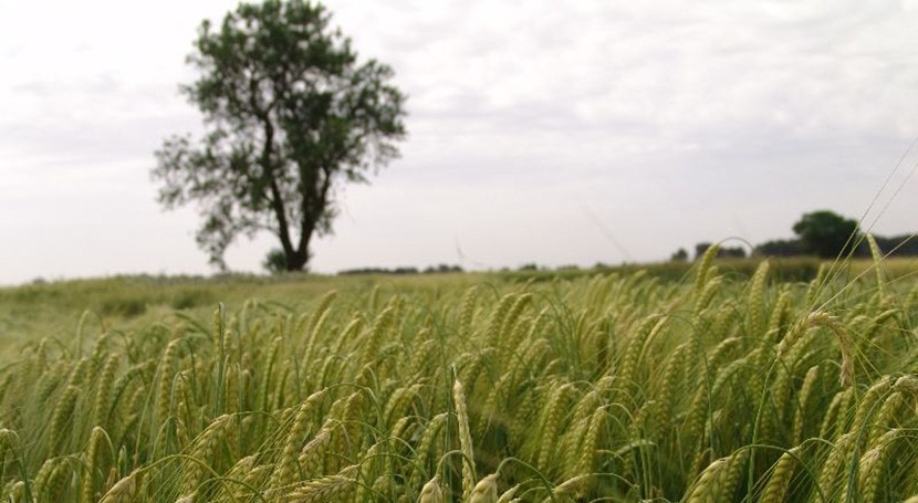 disponibilidad agua marcó adaptación variedades trigo duro Mediterráneo