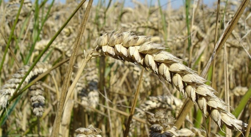 lluvias mejoran producción trigo Siria, pero situación sigue siendo precaria