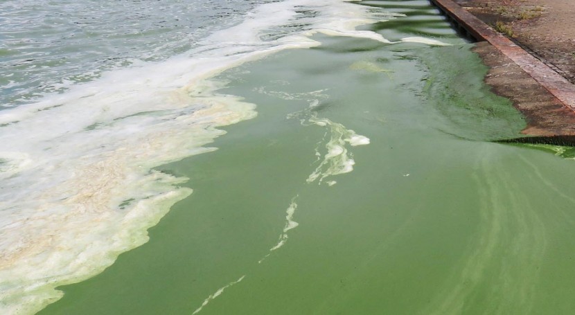 ultrasonido control floración algas: antecedentes, estudios y efectos